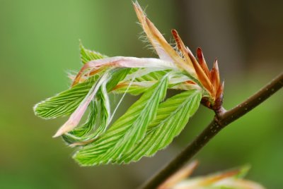 Fagus sylvatica 'Taurica' - buk lesní - list